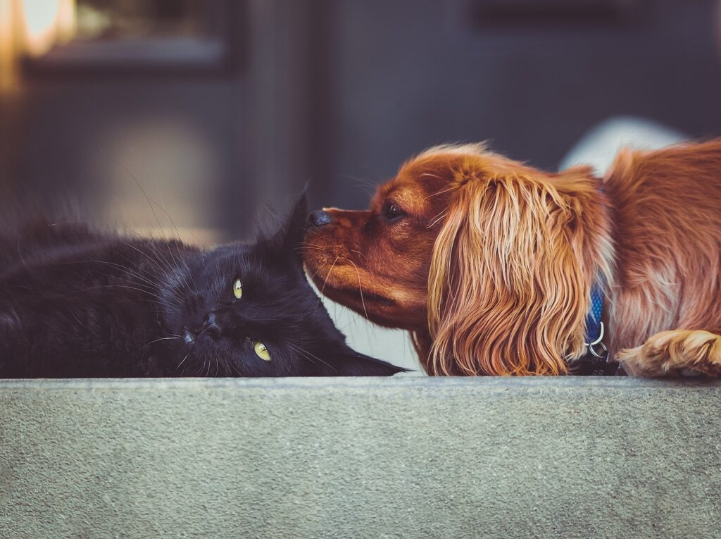 assurance pour animaux